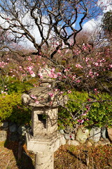 春を告げる梅園
