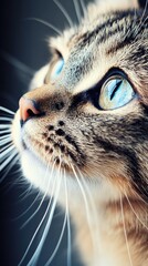 Plakat Close-Up of a Cat Gazing Upward with a Blurred Background for Pet Care and Decor