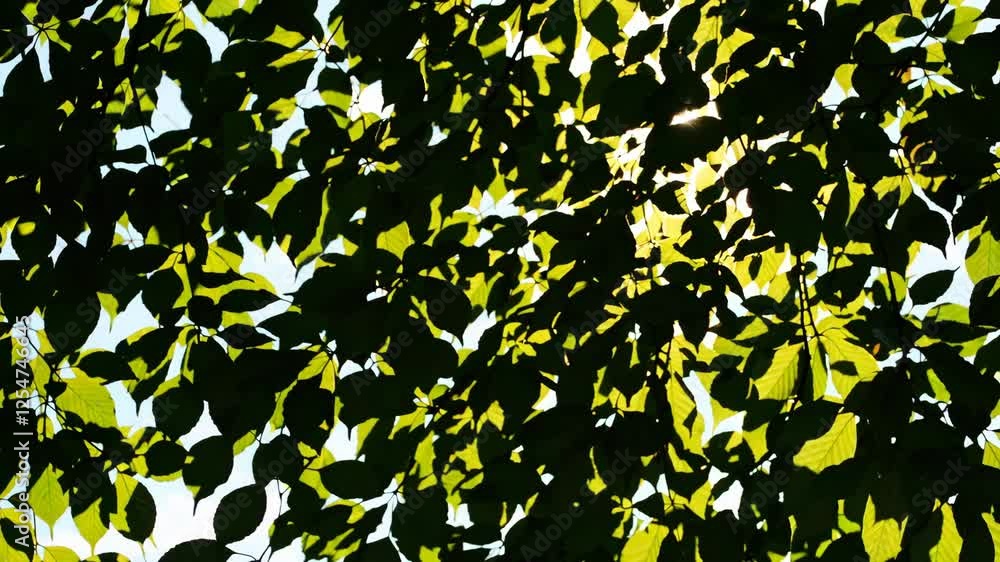 Poster sunlight filtering through leafy green canopy, nature serenity concept