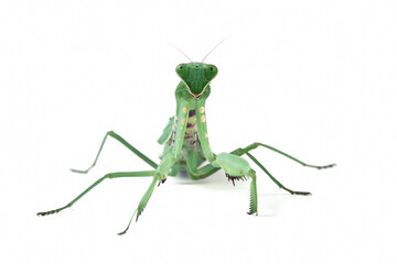 The praying mantis isolated on a white, green praying mantis seen from the front