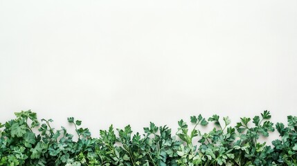 Vibrant Green Herb Leaves Close-Up