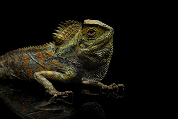 Forest dragon lizard isolated on black