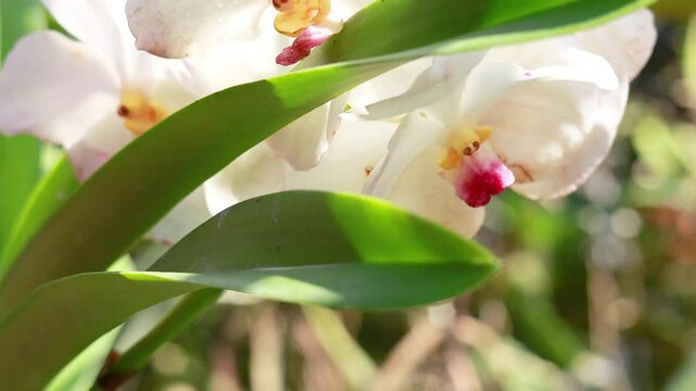 White Vanda Orchid at Floating Market