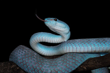 high venomous snake, blue viper snake closeup on branch, blue insularis,Trimeresurus Insularis	