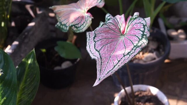 Beautifully patterned wayang caladium leaves in the morning