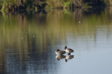 two teals sleeping, two ducks on the lake, a sleeping ducks on the lake, cute teal, brown waterfowls on the pond, light waves, sunny morning