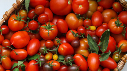 Freshly picked tomatoes overflowing a wicker basket, view from above