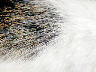 cat fur pattern / graphic