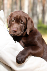 owner keeps a cute Labrador puppy for a walk in the woods during quarantine, while he is not allowed to walk himself before vaccination.