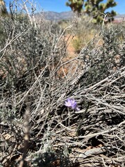 Tiny desert flower 