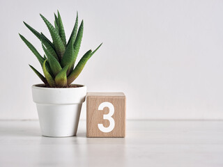 Number three wooden block with succulent plant celebrating anniversary