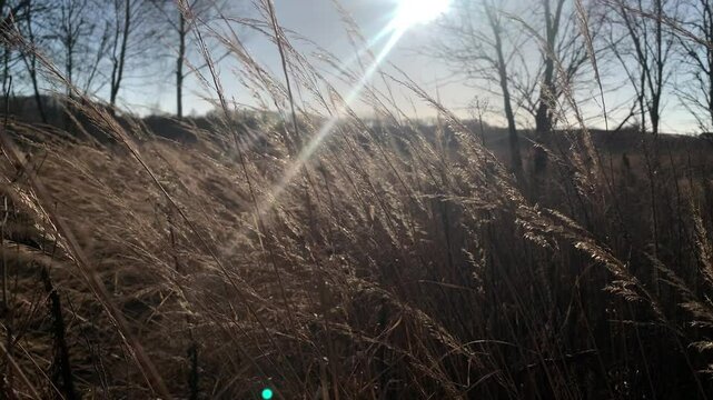 Dry grass blowing in the wind on sunny day.