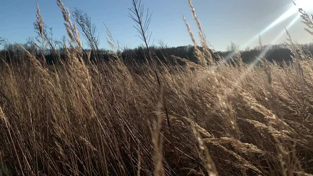 Dry grass blowing in the wind on sunny day.