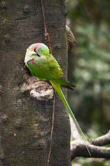 A close-up photo of an Alexandrine Parakeet bird.