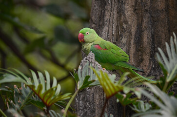 A close-up photo of an Alexandrine Parakeet bird.