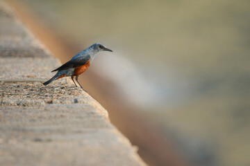 A photo of a Blue Rock Thrush bird.