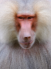 portrait of Baboon