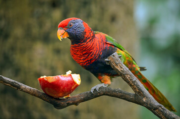 A close-up photo of a Lorikeet bird.