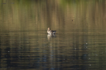 a lonlonely teal on the lake surrounded by gentle waves, a duck on the pond that shimmers golden, brown waterfowl on the golden-brown shining pond, tiny waves, sunny morning, a lonely teal in the lake