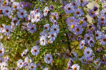 Obraz premium A bunch of purple flowers with yellow centers