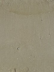 A close-up of a sandy beach with a small transparent jellyfish resting on the wet sand. Gentle water movement is visible at the top, along with tiny shells and bubbles scattered around.