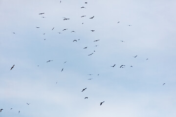 A flock of birds flying in the sky