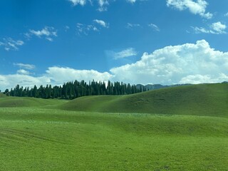 landscape with green grass and blue sky