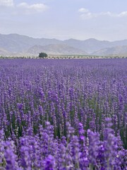 Fototapeta premium lavender field of china