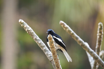 A photo of an Oriental Magpie-Robin bird.