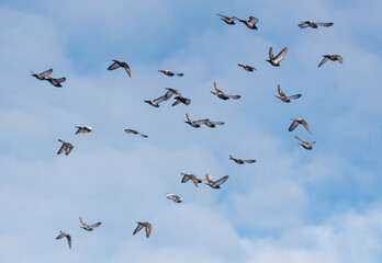 Fototapeta premium A flock of birds flying in the sky