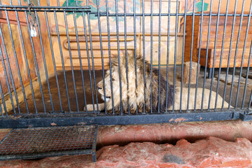 A lion is laying in a cage with a chain link fence