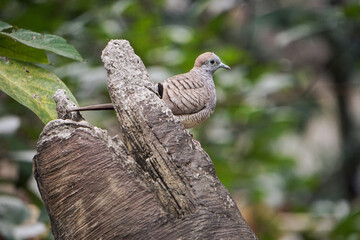 A close-up photo of a Zebra dove.