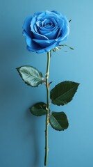 Fototapeta premium Elegant blue rose stands tall against a serene blue backdrop, embodying beauty and uniqueness in every petal