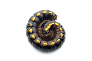 Star mole (Oxidus gracilis) is a species of millipede in the family paradoxosomatidae, Orthomorpha...