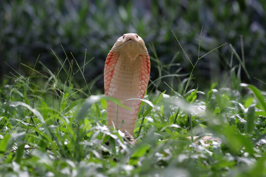 Lucy leucistic monocled cobra (Naja kaouthia) on the green grass. White body snake that is spreading the hood on green grass, Naja kaouthia closeup on green grass
