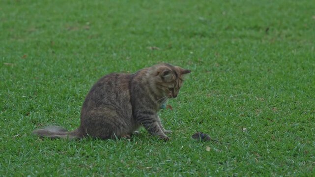 A curious cat carefully stalks a mouse hiding in the grass. The feline's focus is intense as it prepares to pounce in a bright, outdoor setting filled with greenery.