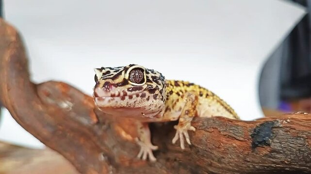 Close up footage of leoparg gecko on a trunk