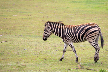 Zebra in the run
