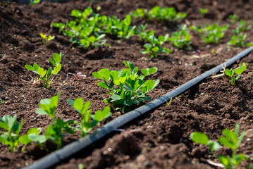 Peanut plant sprout growing in farm field. Peanut (groundnut) plant seedling green leaf. Peanut crop seedling plantation. Organic groundnut plant sprout grow in nut farm.