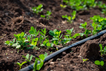 Peanut plant sprout growing in farm field. Peanut (groundnut) plant seedling green leaf. Peanut...