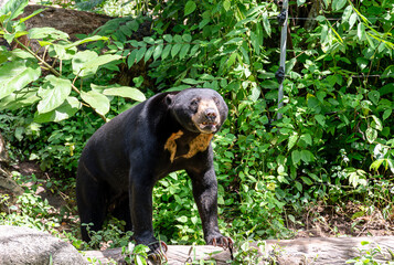 Asiatic Black Bear in Khaokheow zoo Thailand
