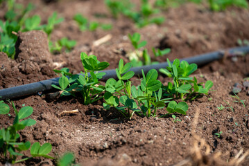 Peanut plant sprout growing in farm field. Peanut (groundnut) plant seedling green leaf. Peanut crop seedling plantation. Organic groundnut plant sprout grow in nut farm.