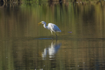Great egret with wide open beak, great egret in pond, white bird with yellow beak hunting, white feathers, large white bird with yellow eye