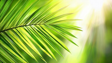 Obraz premium Lush Green Palm Leaves Tropical Forest Close-Up Photography Natural Light Vibrant Atmosphere