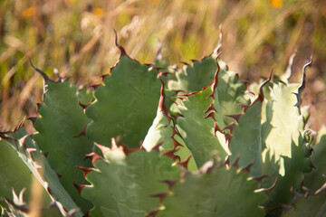 Wild agave maguey tobala (Agave potatorum) plants on an organic plantation for the production of mezcal in the Oaxaca Valley in Mexico.
