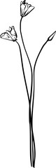 Flower Linear Illustration
