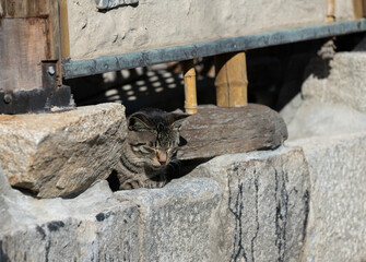 寝ころがってくつろぐ可愛い猫