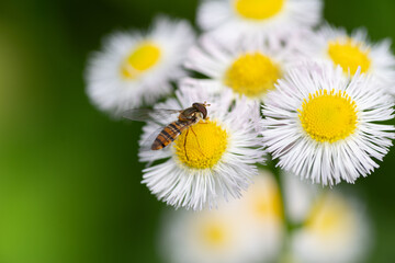 白い花の蜜を吸う小さな蜂