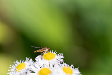 白い花の蜜を吸う小さな蜂