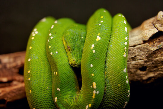 green tree python